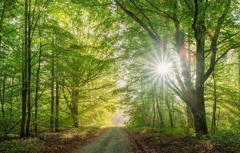 Wanderweg durch lichtdurchfluteten naturnahen Buchenwald