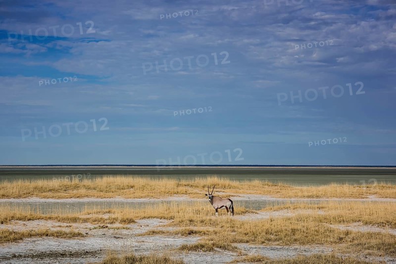 Landscape with gemsbok