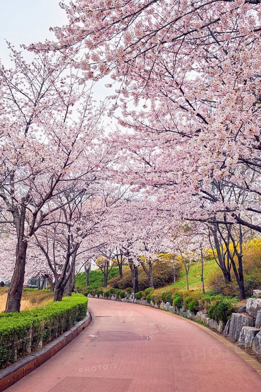 Blooming sakura cherry blossom alley in park in spring