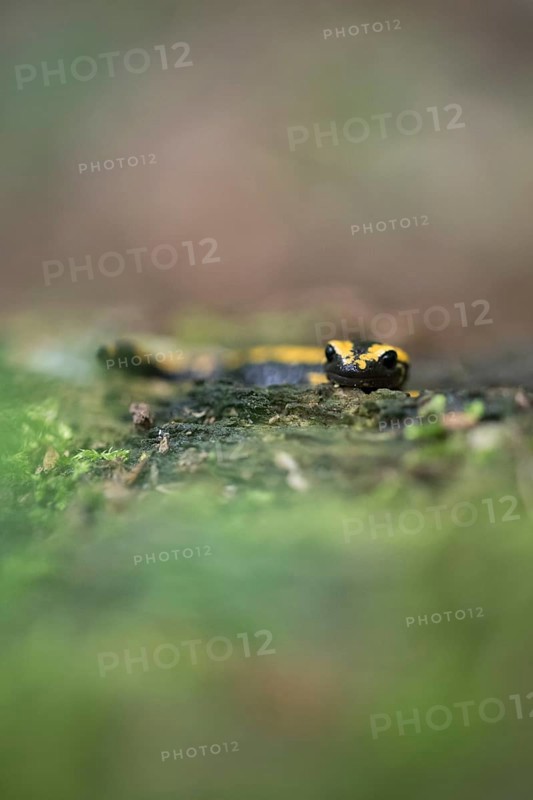 Feuersalamander