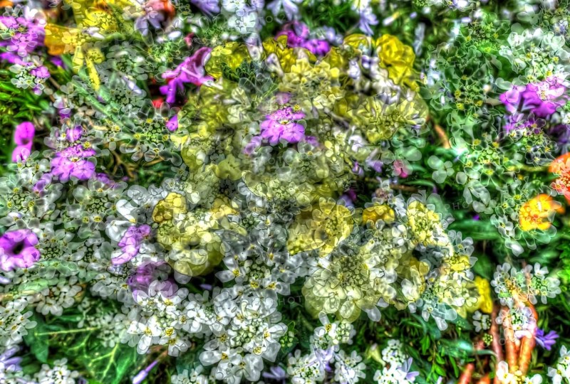 Flowers creative