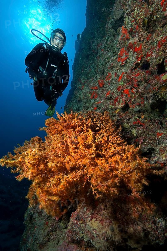 Diver looking at illuminated colony of Macaronesian crustose anemone Antipathozoanthus macaronesicus