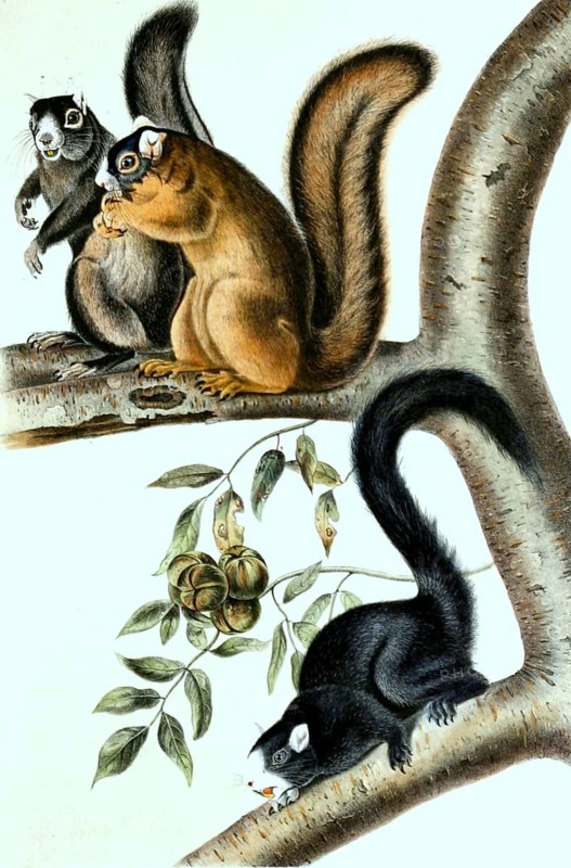 Fox squirrel