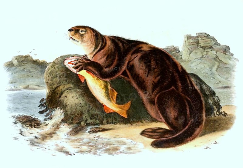 Sea otter