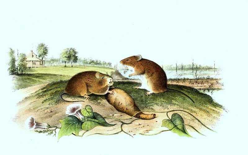 Spiny hispid cotton rat