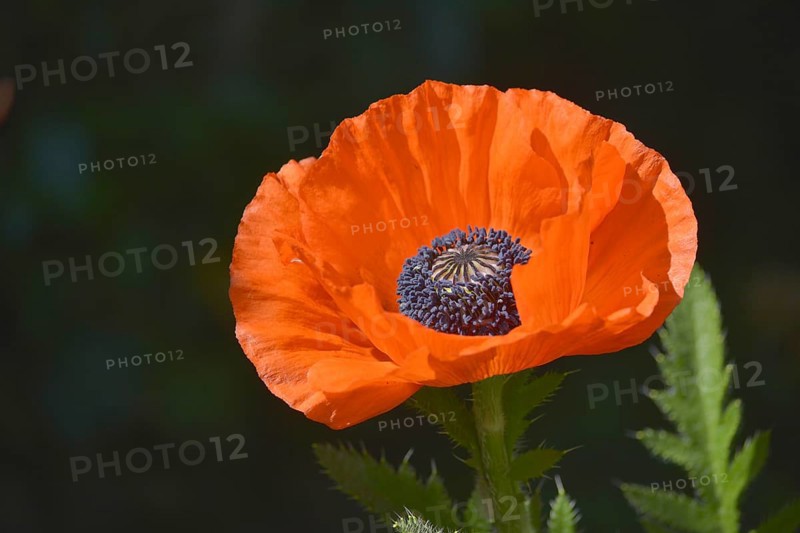 Oriental poppy flowering
