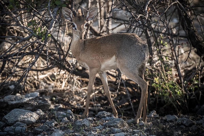Kirk dikdik or kirk's dik-dik
