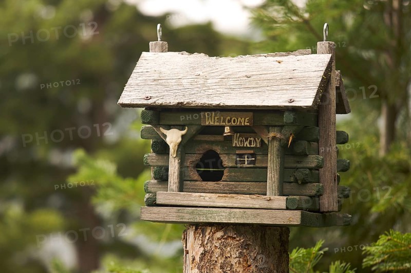 Rustic birdhouse amongst pine trees