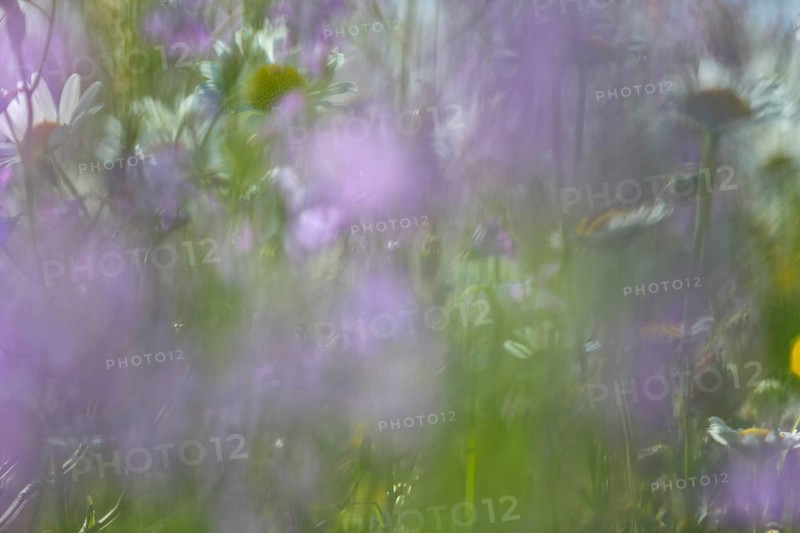 Blur experiment on a flowering meadow in summer