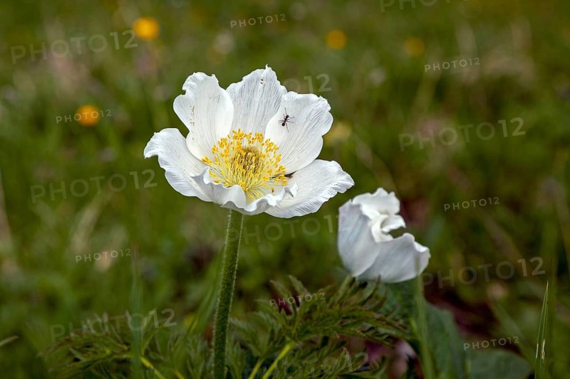 Alpine pasqueflower