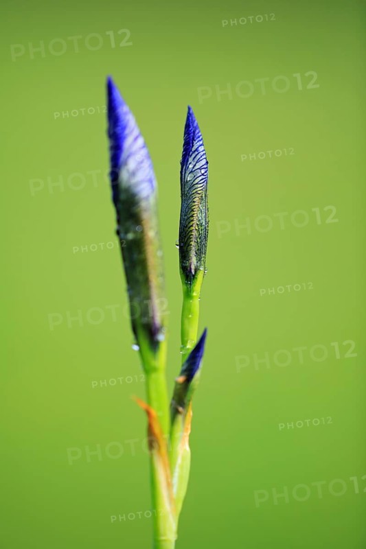 Siberian iris