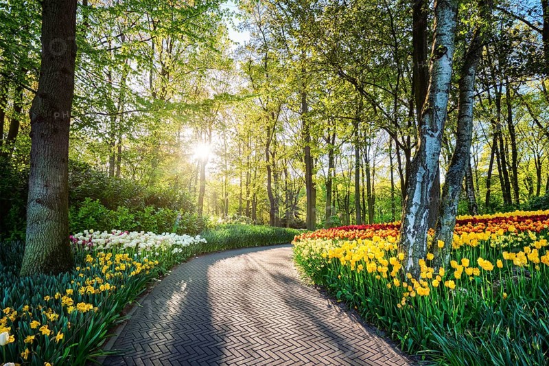 Path in Keukenhof flower garden with blooming tulip flowerbed