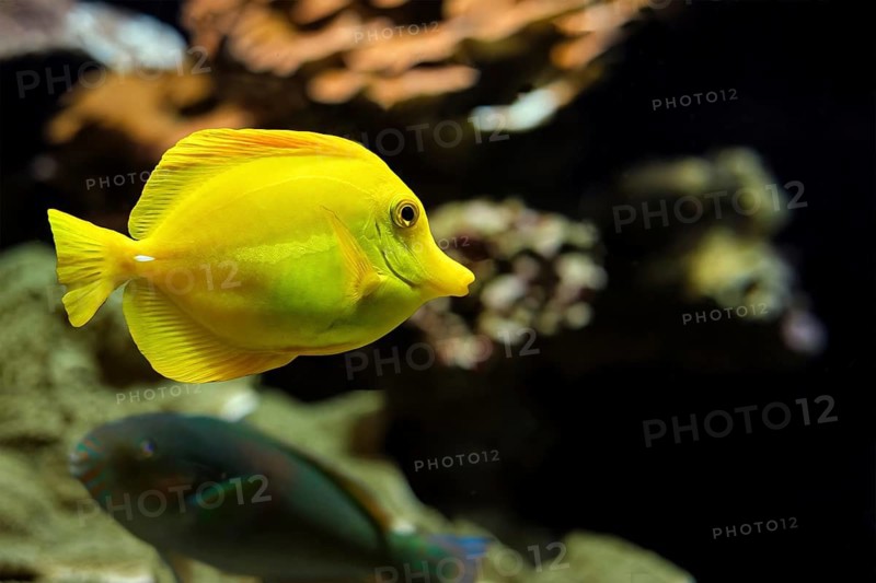 Yellow tang
