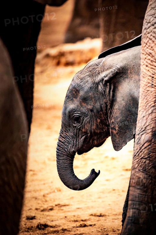 African elephant