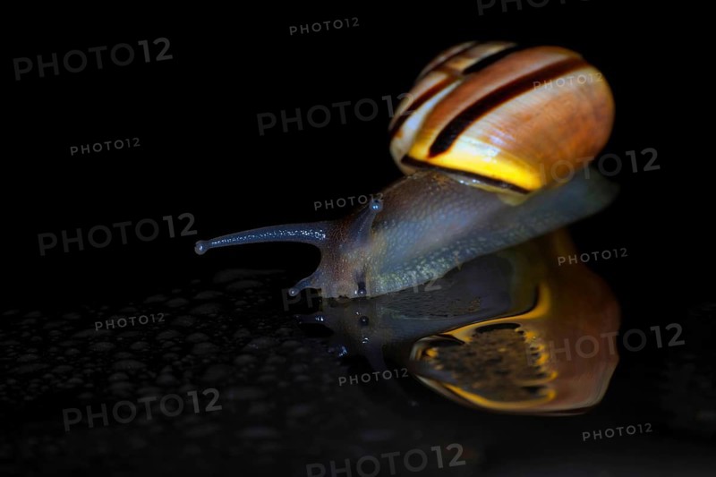 Hain-Baenderschnecke