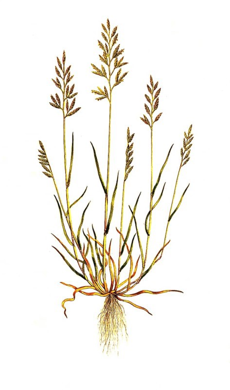 Gewoehnliches Steifgras oder Gewoehnliches Starrgras