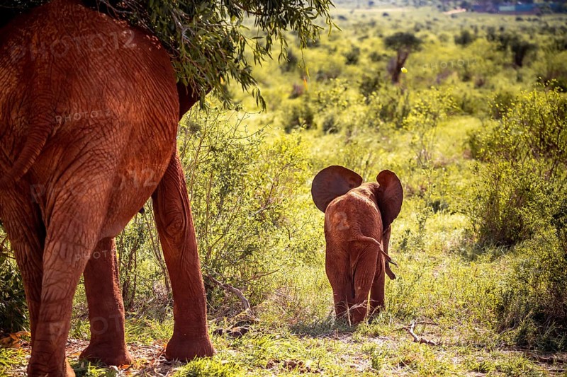 African elephant