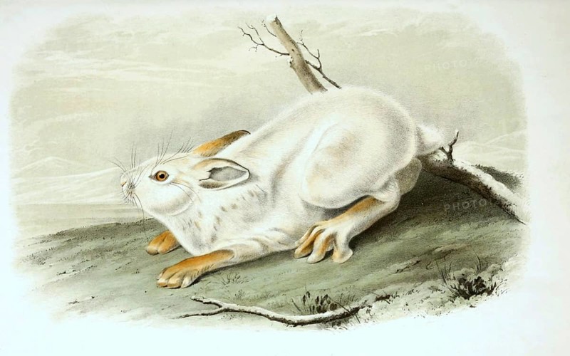 Arctic hare