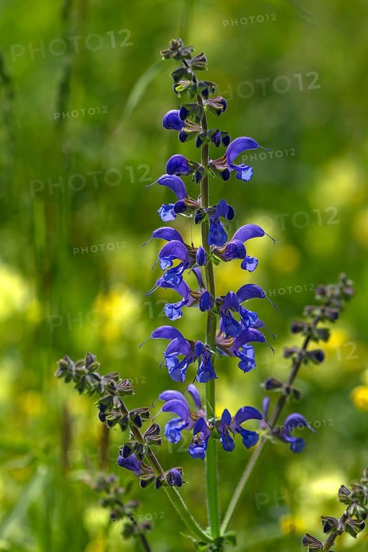 Meadow sage