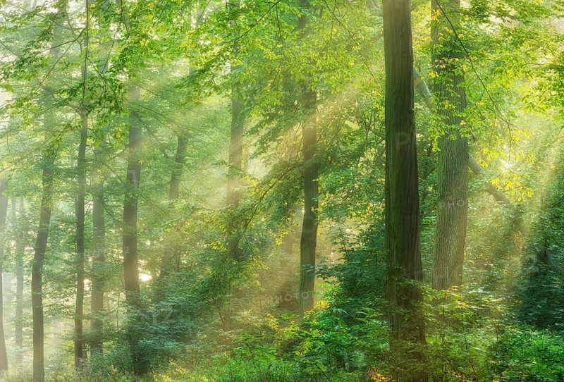 Sonniger Laubwald aus Eichen und Buchen