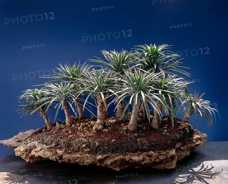 Bonsai
