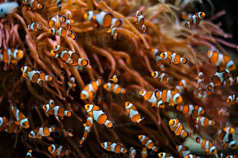 Clown Anemonefish