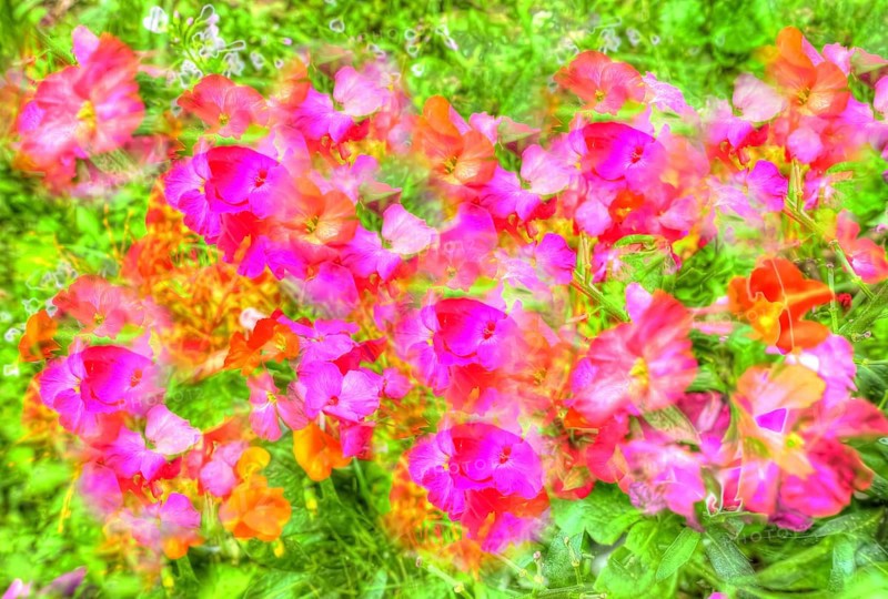Flowers creative