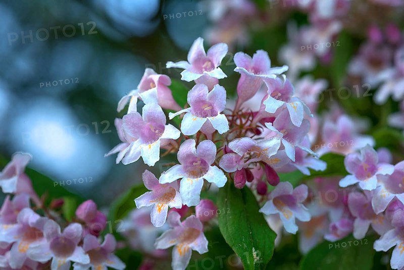 Flowers of a Weigela