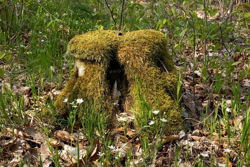Tree stump with moss