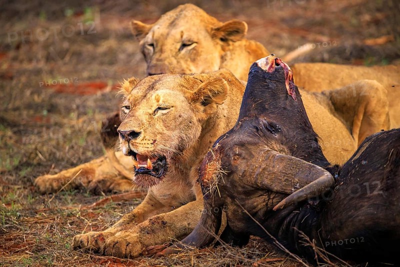 Lion