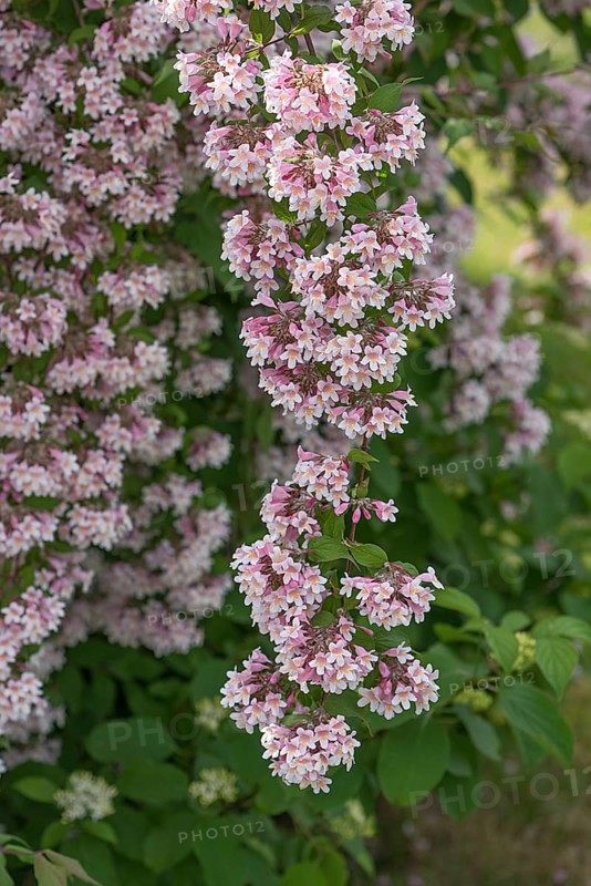 Flowering branch of a lovely Weigelie
