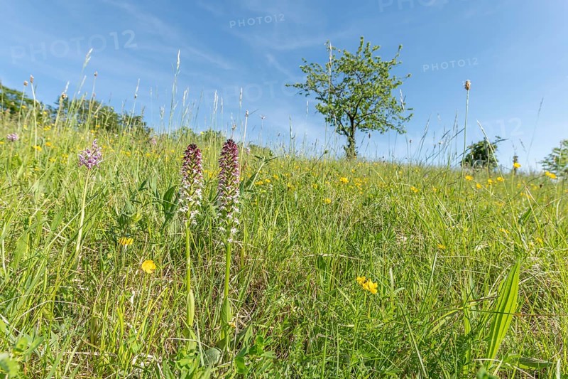 Burnt orchis