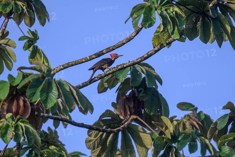 Lineated woodpecker