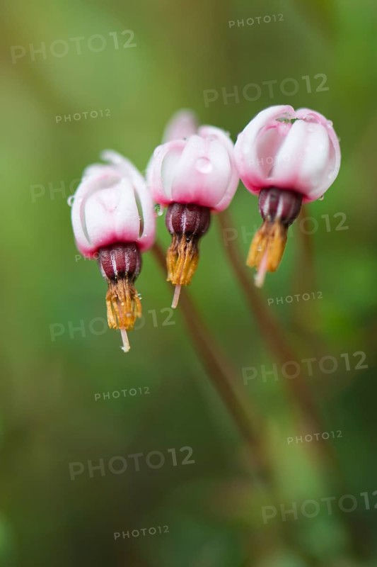 swamp cranberry