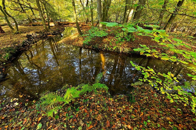 Rotbach in the autumnal Hiesfeld Forest