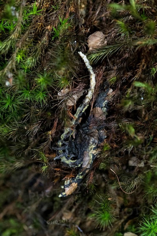 Forschung zum Salamanderfresser Pilz Bsal