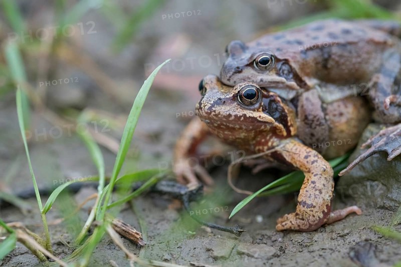 Grasfrosch