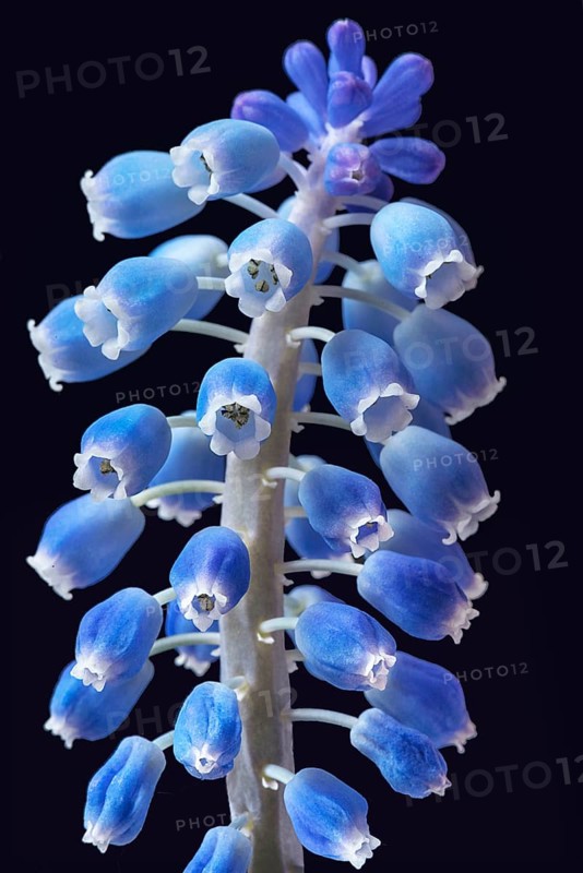 Bluete einer Armenischen Traubenhyazinthe