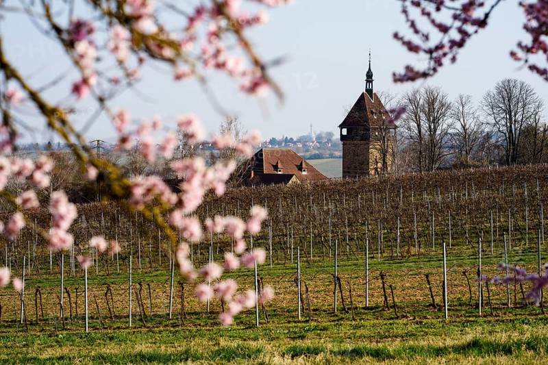 Bluehende Mandelbaeume am Geilweilerhof