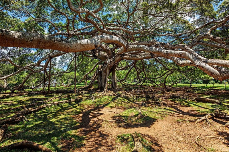 (Ficus Benjamina) tree in Peradeniya Botanical Gardens, Kandy, Sri Lank