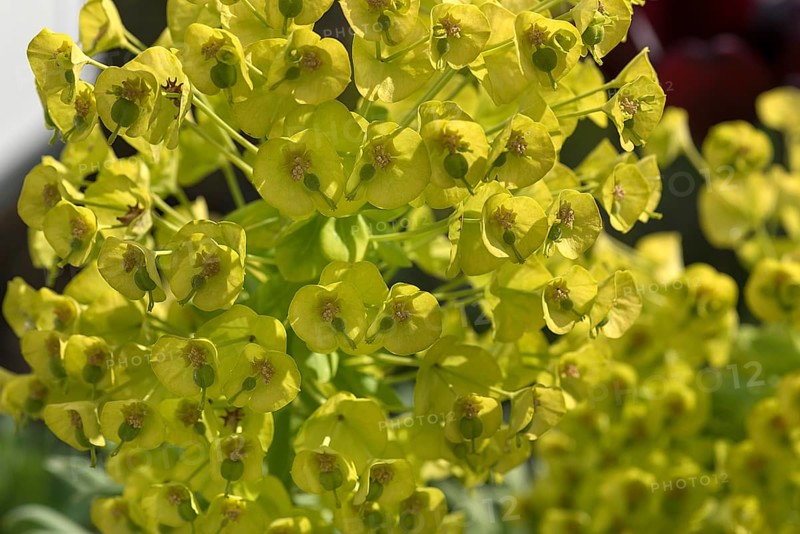 Mediterranean spurge