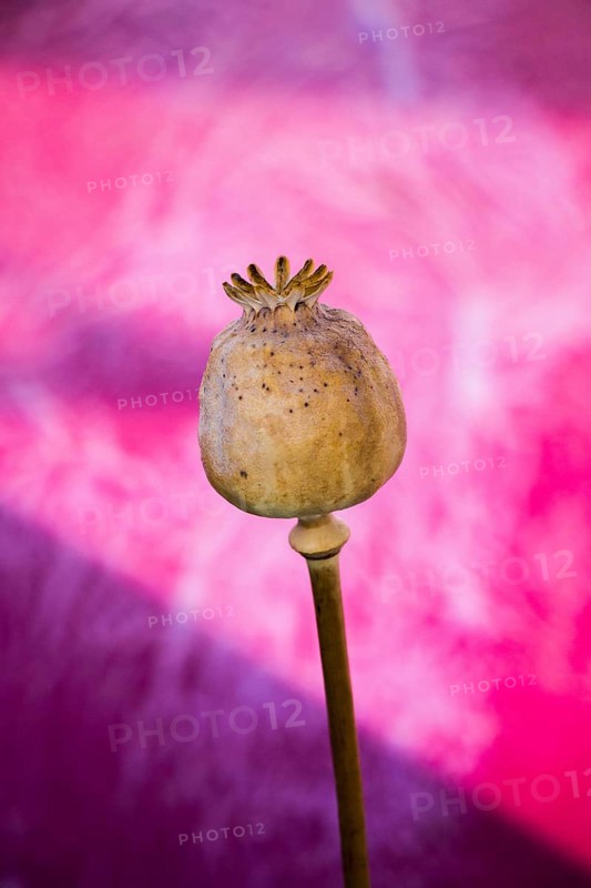 Single Dried poppy head seen in view