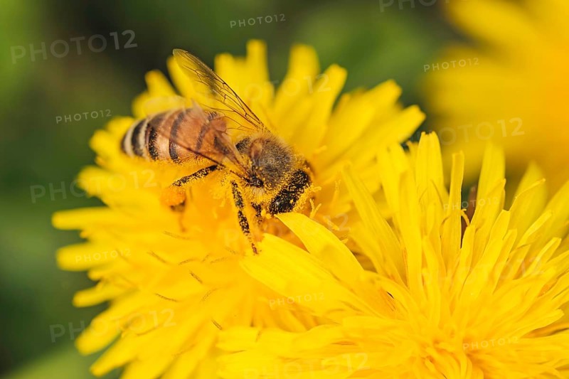 Detail closeup of honeybee