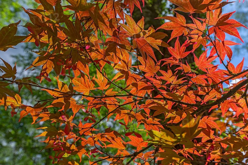 Glowing leaves of the smooth japanese maple