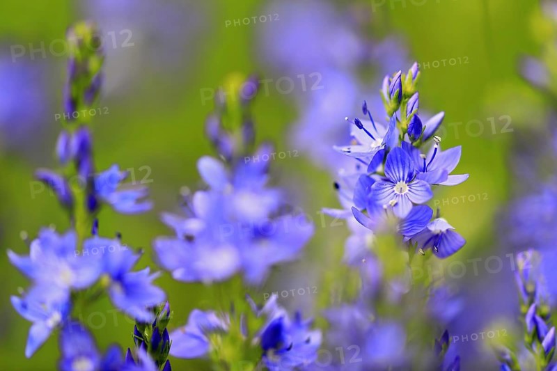 Speedwell
