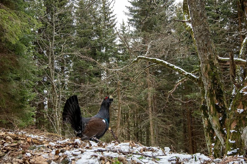 Western capercaillie