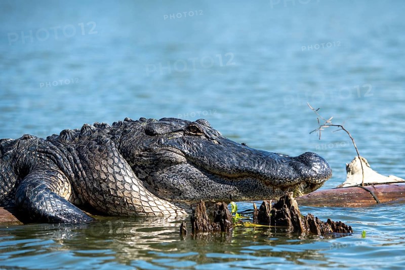 American alligator