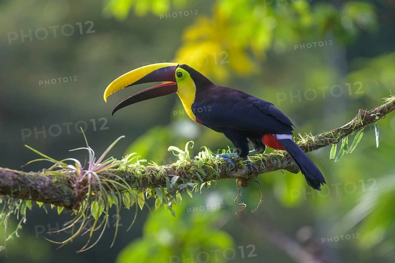 Swainson's toucan