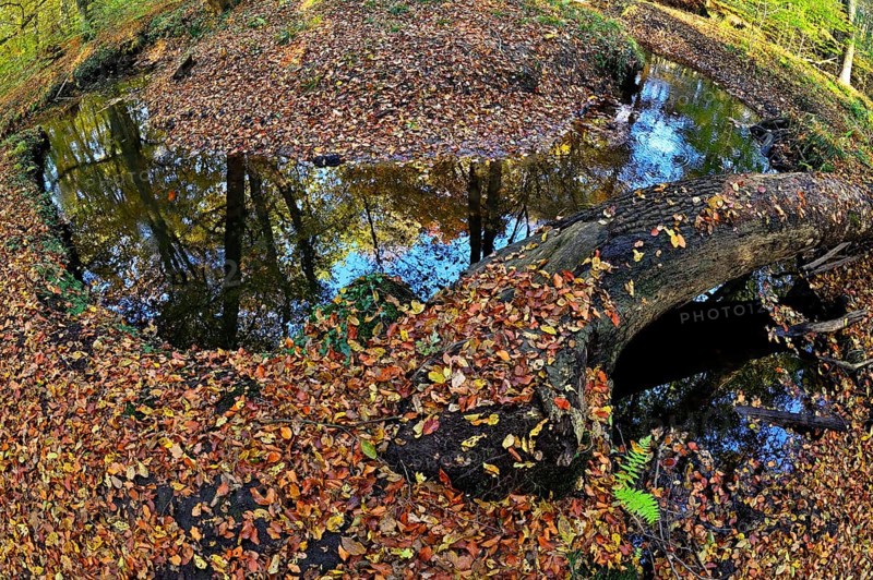 Curvy Rotbach in the autumnal Hiesfeld Forest