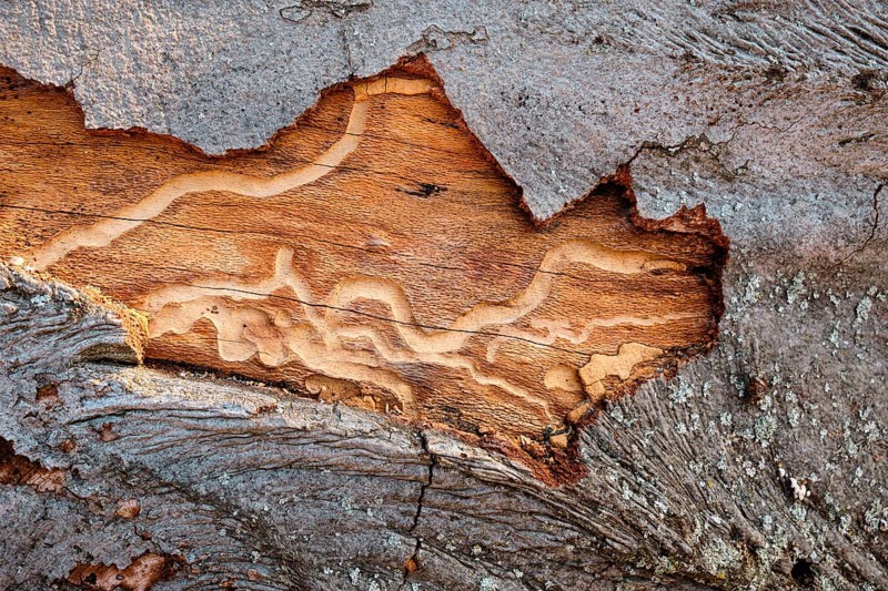 Tree trunk